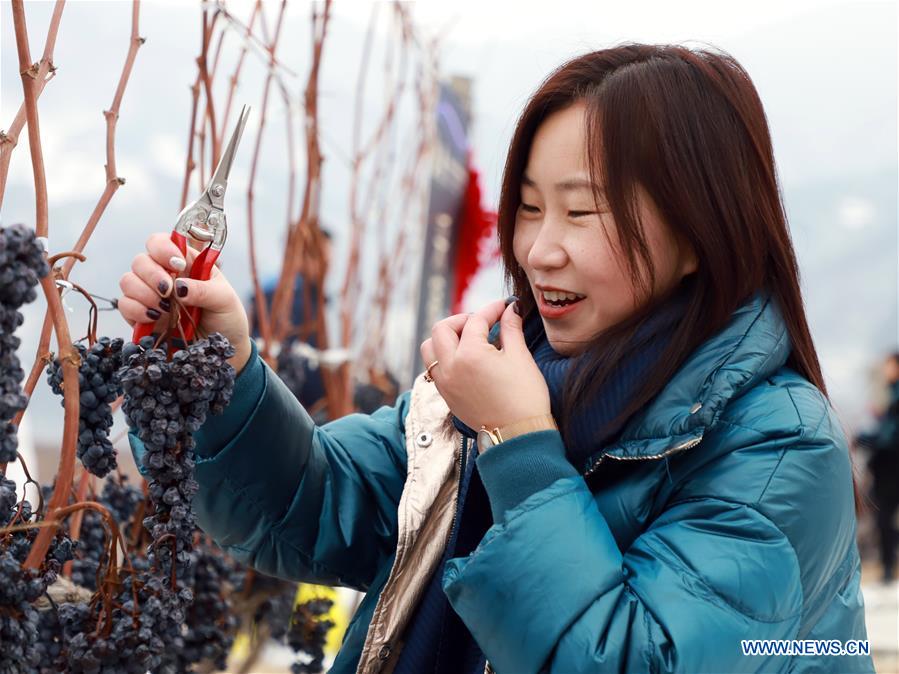 Ice wine festival kicks off in Ji'an