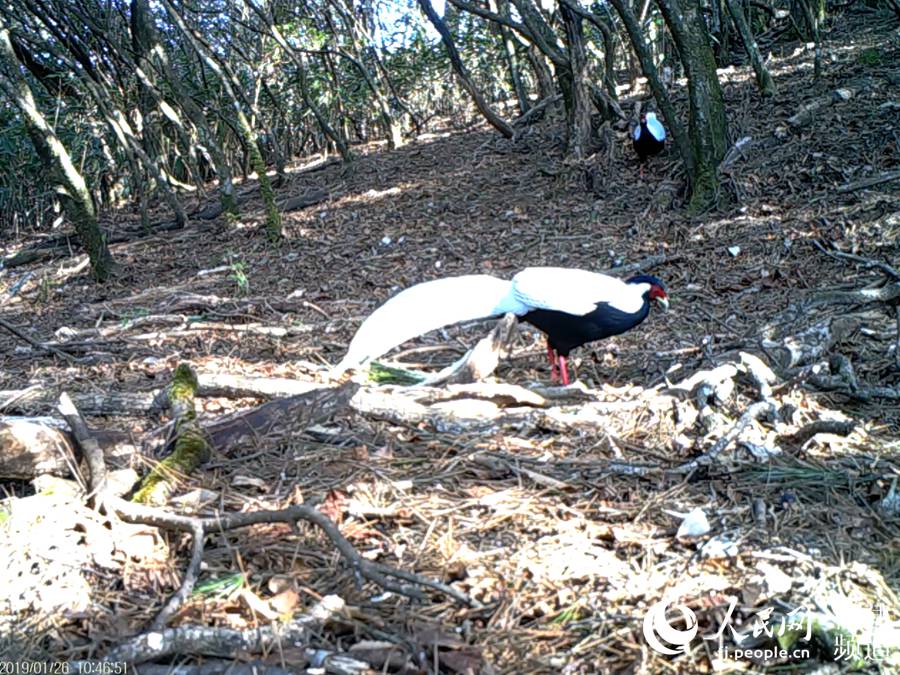 Scientific expedition team digs nature reserve in southeast China