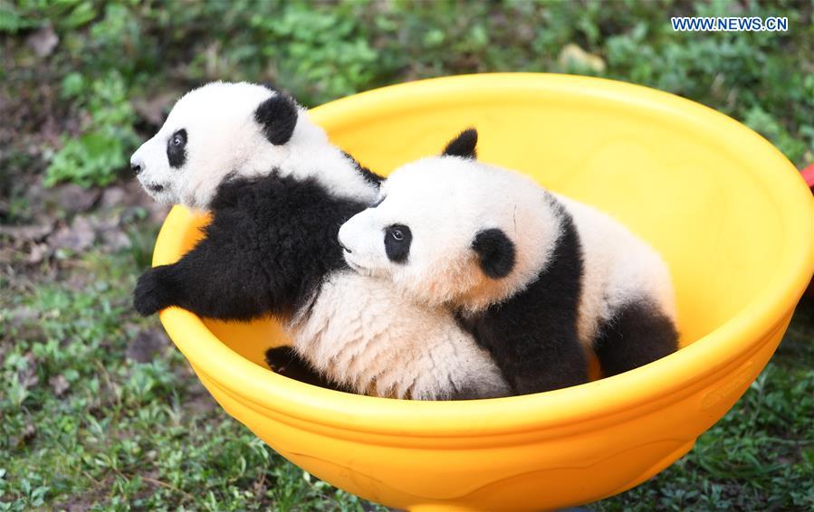 Zoo held half-year-old birthday celebration for four panda cubs in China's Chongqing