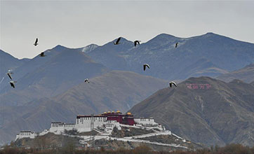 Scenery of Lhalu wetland in Lhasa, SW China's Tibet