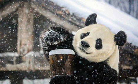 Pandas in Jinan enjoy first snow of the season