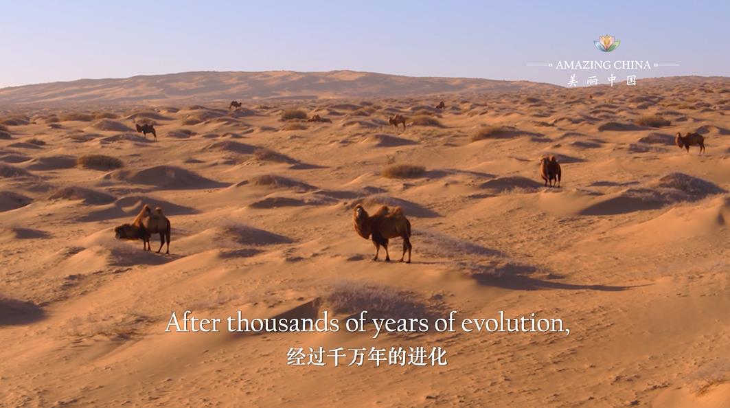Amazing China: The Most Loyal Partner in the Desert