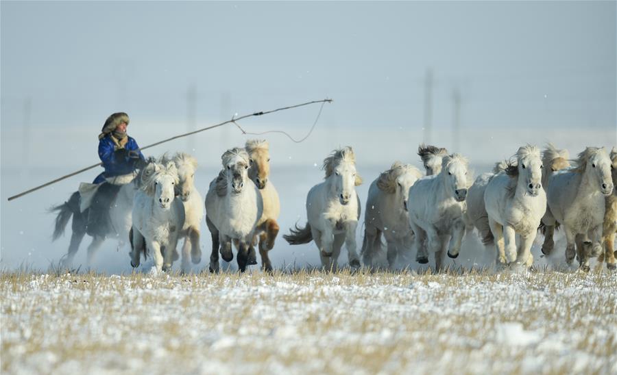Horse training activity held at horse farm in N China's Inner Mongolia