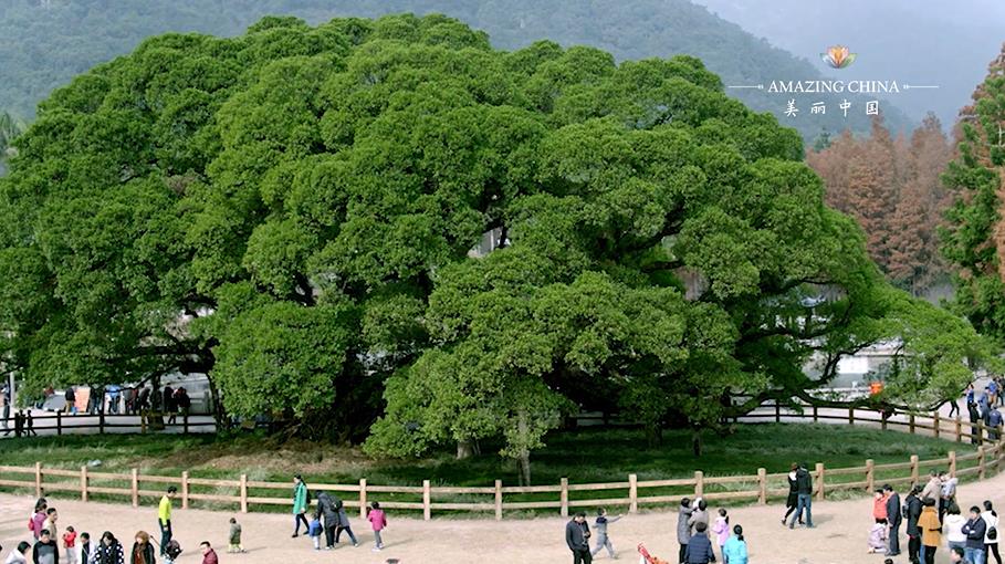 Amazing China: The City of Banyan Tree