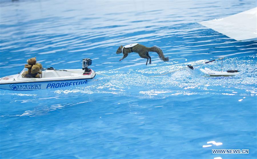 Squirrels Perform Water Skiing In Toronto People S Daily Online