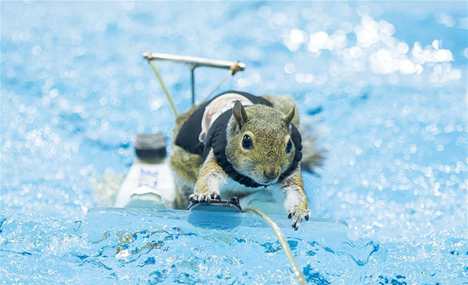 Squirrels perform water-skiing in Toronto