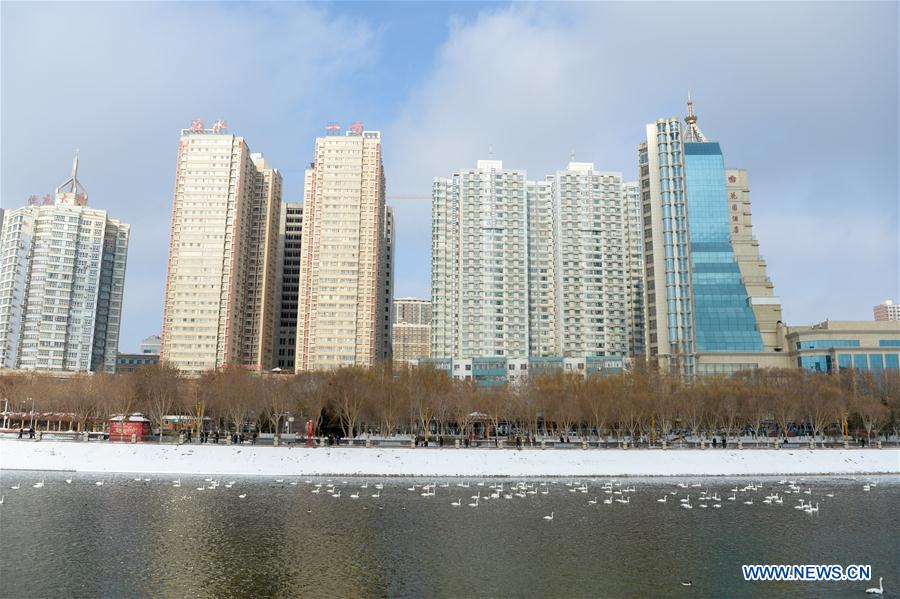Swans fly to Peacock River in Xinjiang's Korla to live through winter