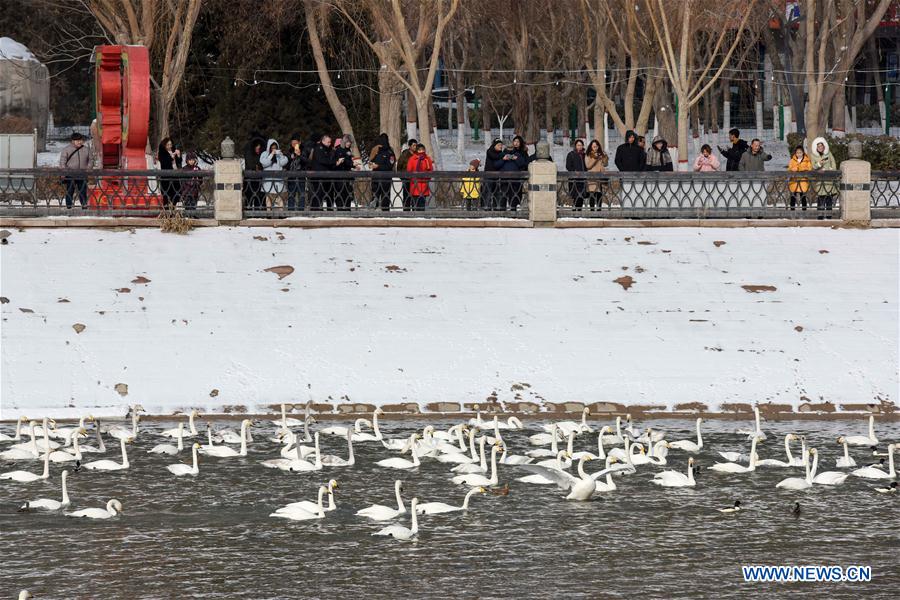 Swans fly to Peacock River in Xinjiang's Korla to live through winter
