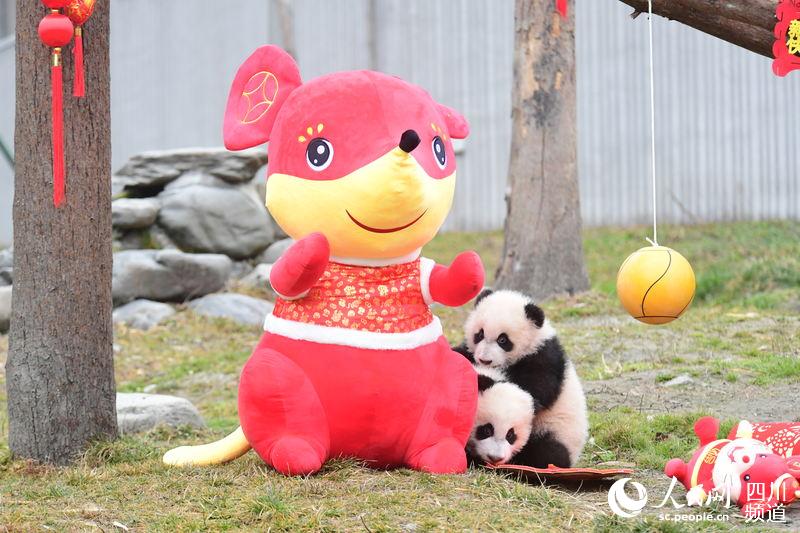 Panda babies send Chinese New Year greetings
