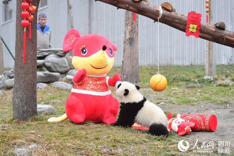 Panda babies send Chinese New Year greetings