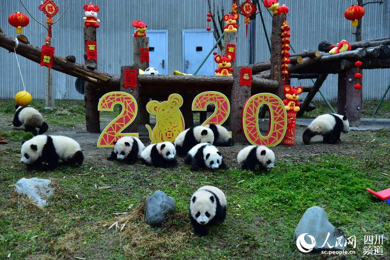 Panda babies send Chinese New Year greetings