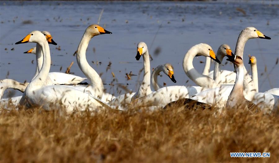 Swans seen at wetland in Sanmenxia, Henan