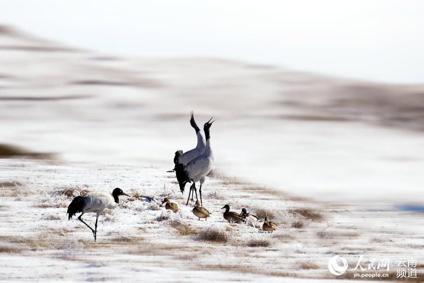 Black necked cranes spend winter in Yunnan