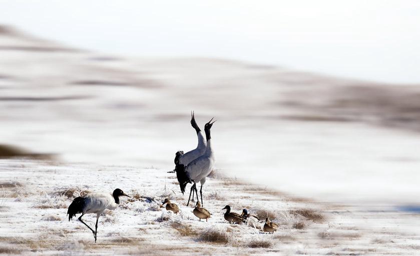 Black necked cranes spend winter in Yunnan