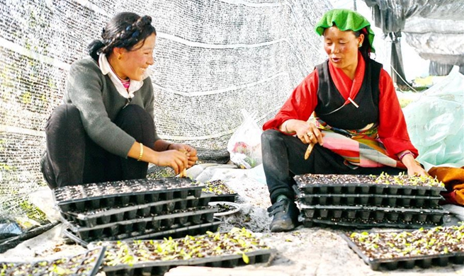 Vegetable industry increases household incomes in Xigaze, Tibet