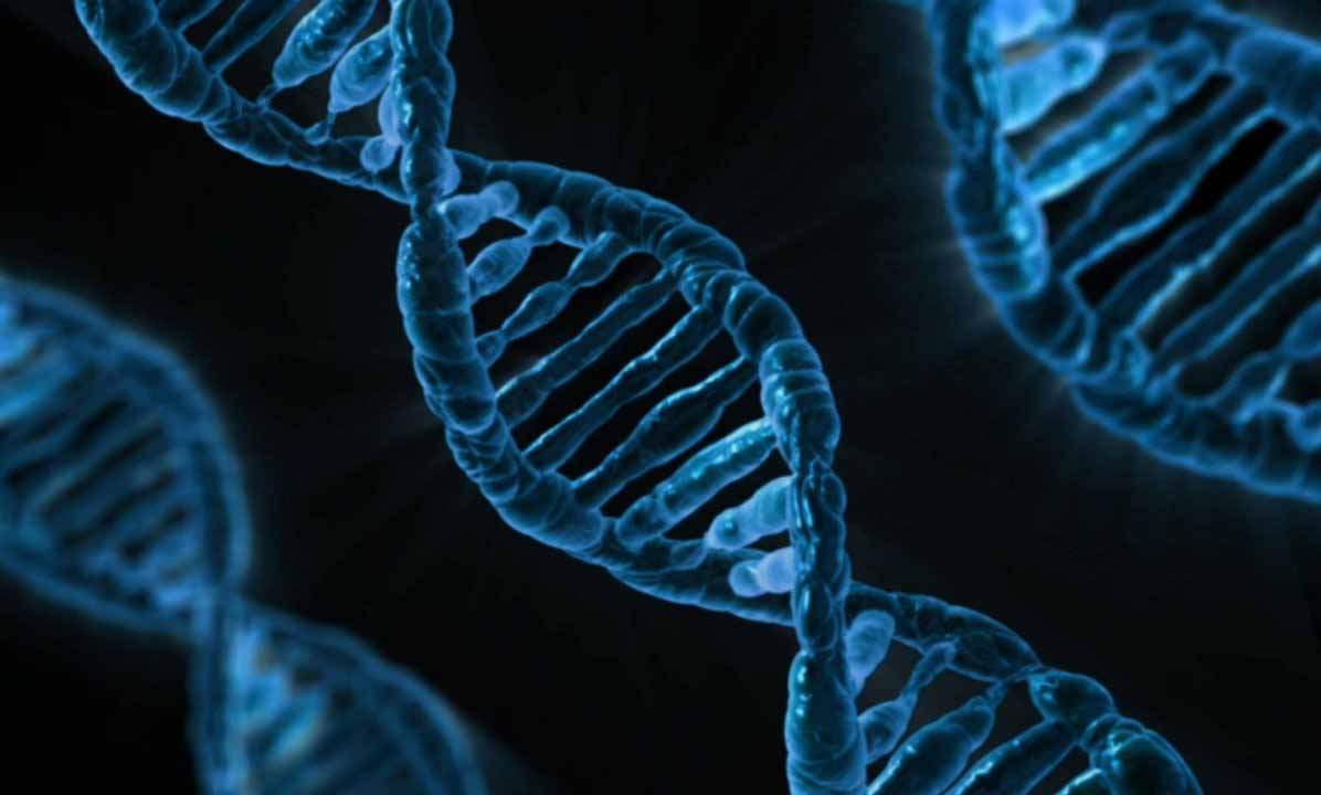 "Jumping genes" help stabilize DNA folding patterns: study