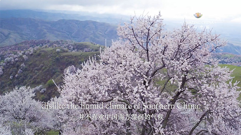 Amazing China: A Corridor of Apricot Blossom far from the Sea