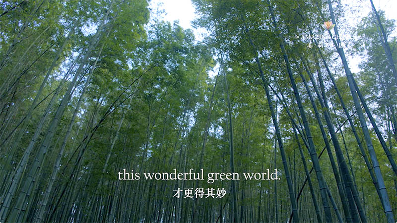 Amazing China: The Sea of Bamboos
