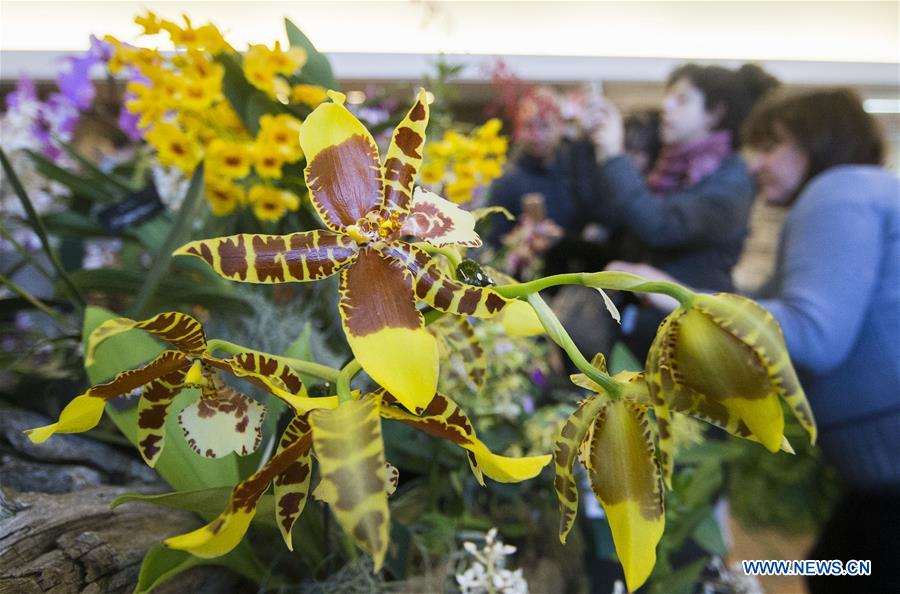Orchid show held at Toronto Botanical Garden