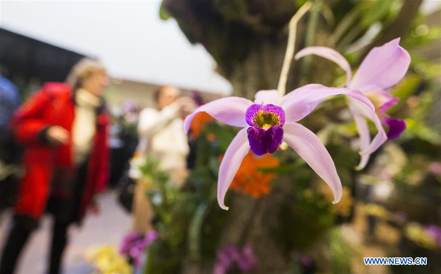 Orchid show held at Toronto Botanical Garden