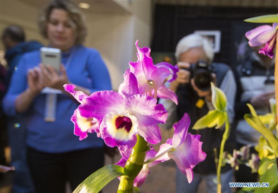 Orchid show held at Toronto Botanical Garden
