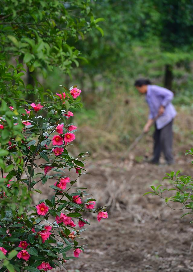 Villagers start spring ploughing in Guilin, Guangxi