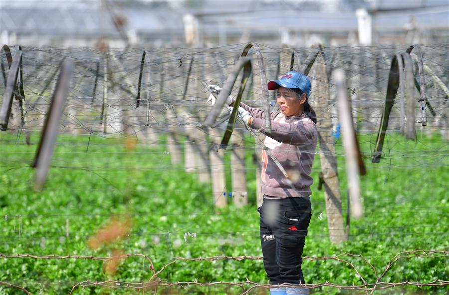 Villagers start spring ploughing in Guilin, Guangxi