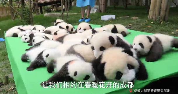 The Land Of The Pandas (Panda Documentary)