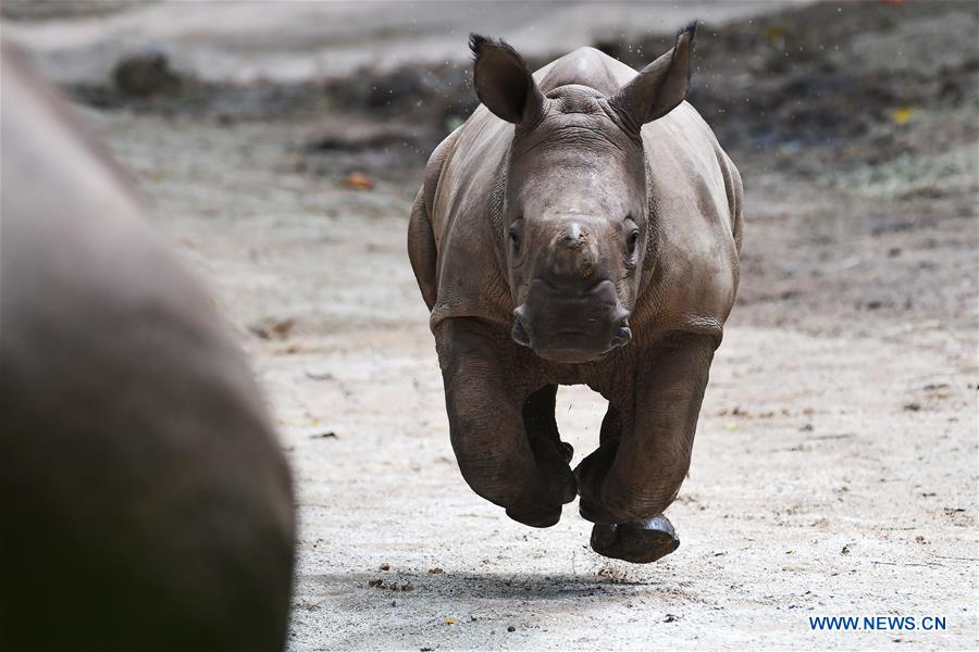 In pics: animals at Singapore Zoo