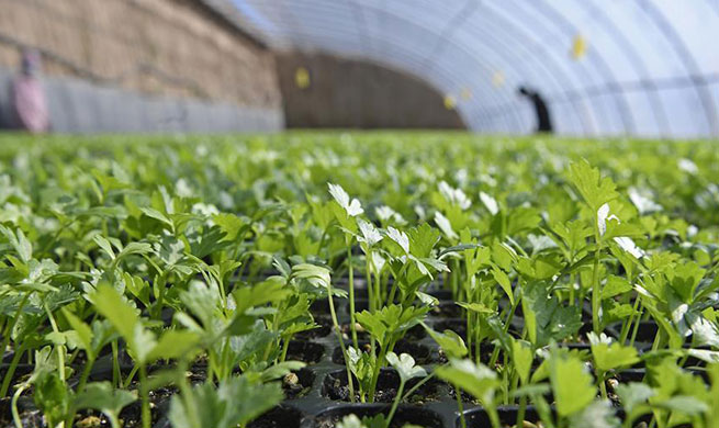 Farmers busy with agricultural production in Yinchuan