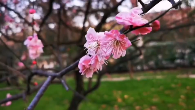 Cherry blossoms bloom at Wuhan University