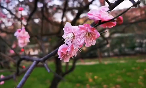 Cherry blossoms bloom at Wuhan University