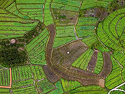 A colorful palette of spring fields in Guangxi