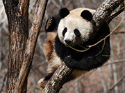 Giant pandas play in Foping County, NW China