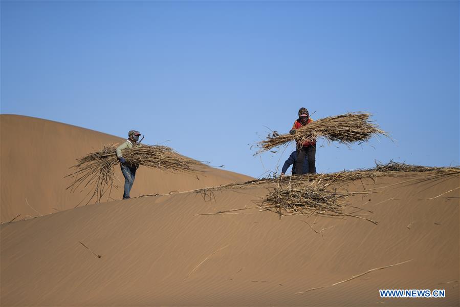 People resume work to pave sand barriers to prevent desertification in Kubuqi desert