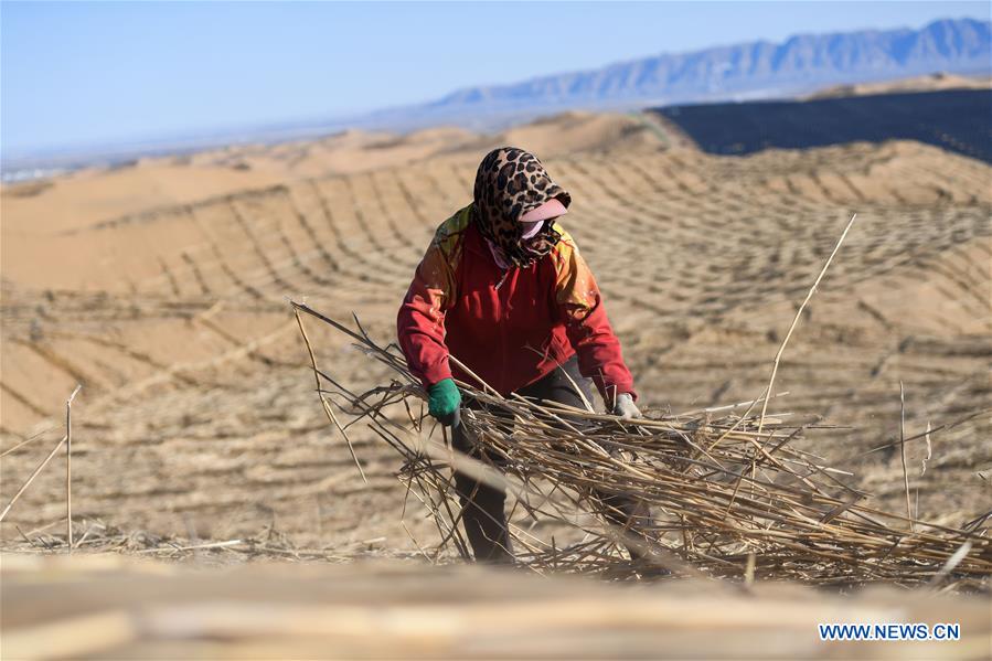 People resume work to pave sand barriers to prevent desertification in Kubuqi desert