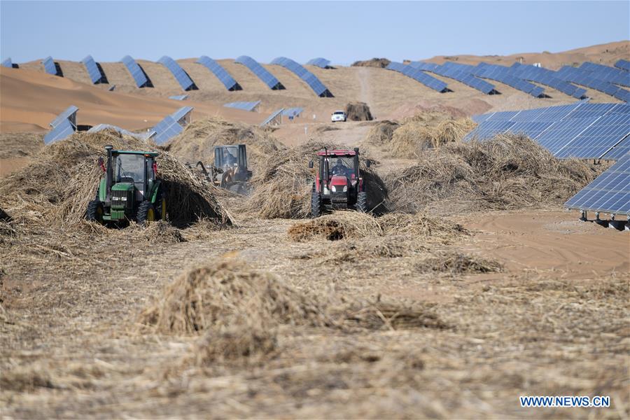 People resume work to pave sand barriers to prevent desertification in Kubuqi desert