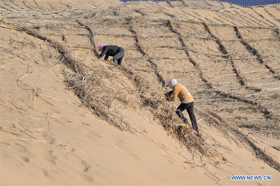 People resume work to pave sand barriers to prevent desertification in Kubuqi desert