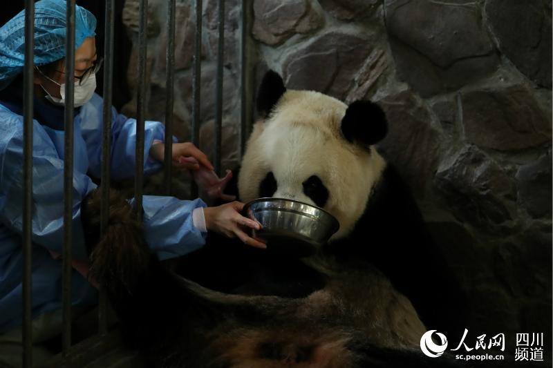 Captive giant panda twins born in SW China