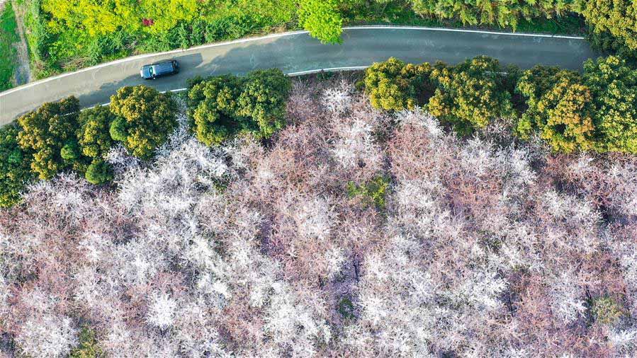Scenery of cherry blossoms in SW China's Guizhou
