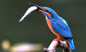 Kingfishers spotted at park in Fuzhou