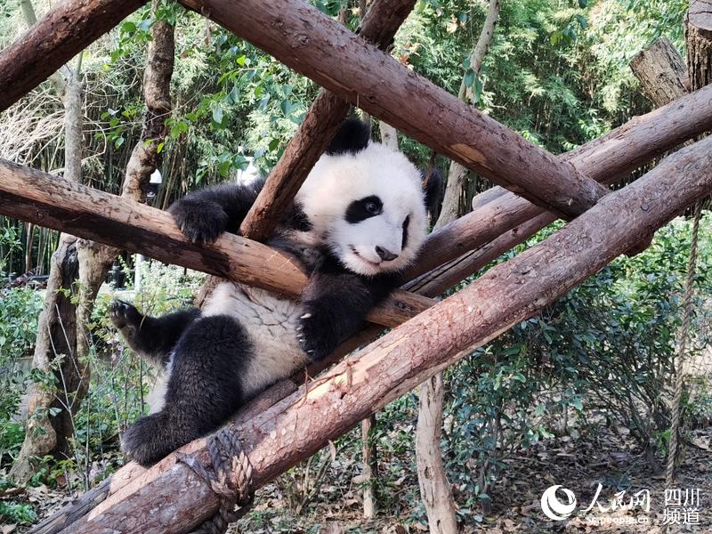 China’s panda base reopens as epidemic brought under control