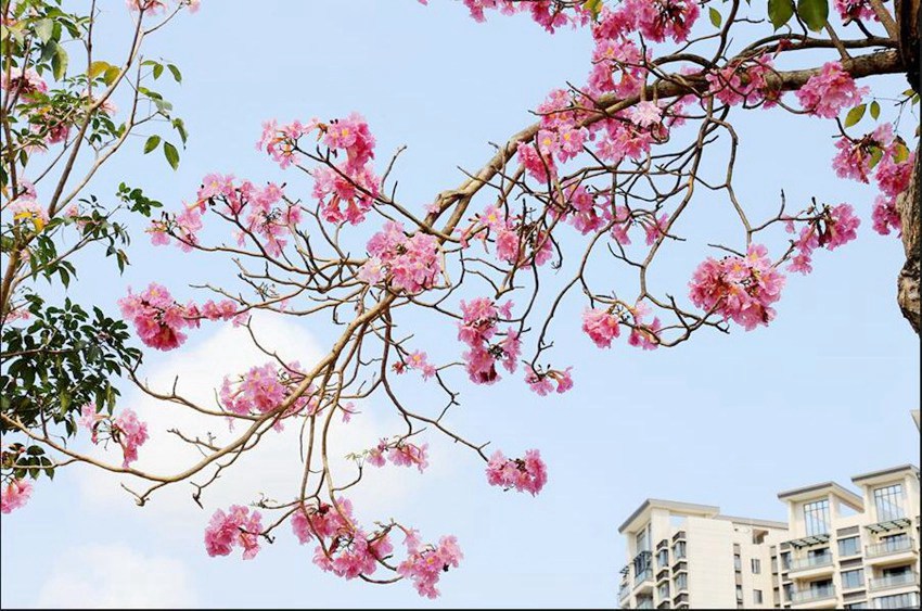 Flowers begin to bloom in south China’s Haikou