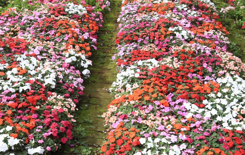 Flowers begin to bloom in south China’s Haikou