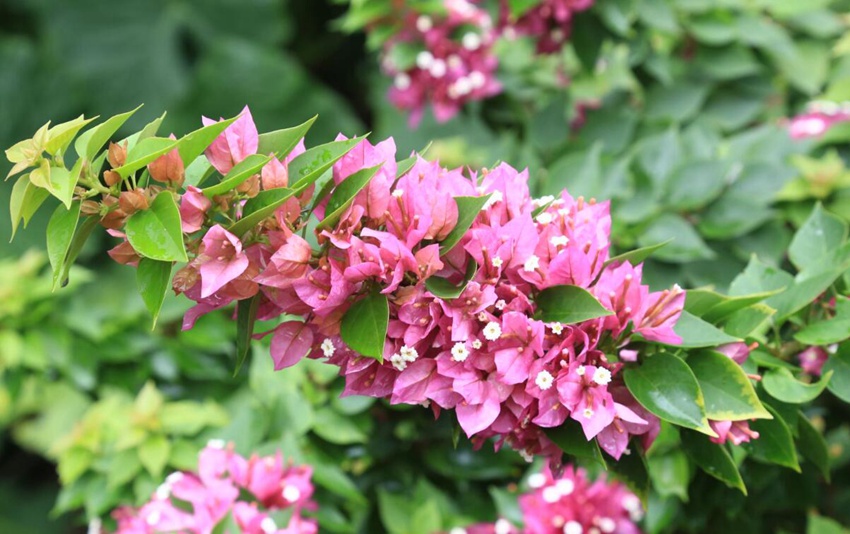 Flowers begin to bloom in south China’s Haikou