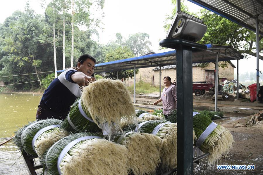 Guangxi develops industries that cater to local conditions in poverty-stricken areas