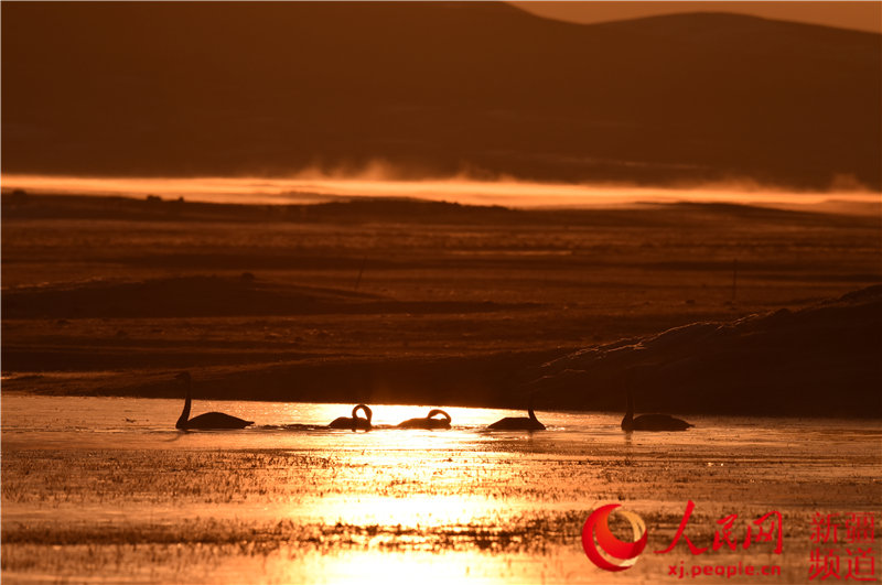 Migratory birds return to Swan Lake in Bayinbuluk