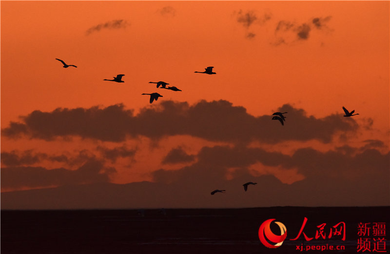 Migratory birds return to Swan Lake in Bayinbuluk