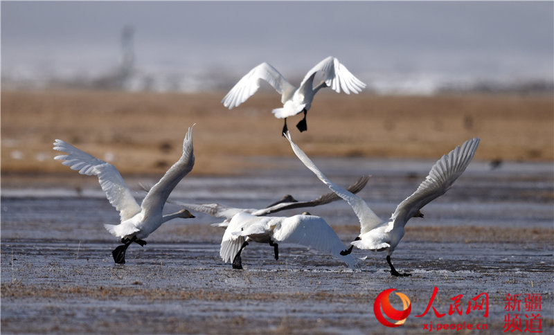 Migratory birds return to Swan Lake in Bayinbuluk