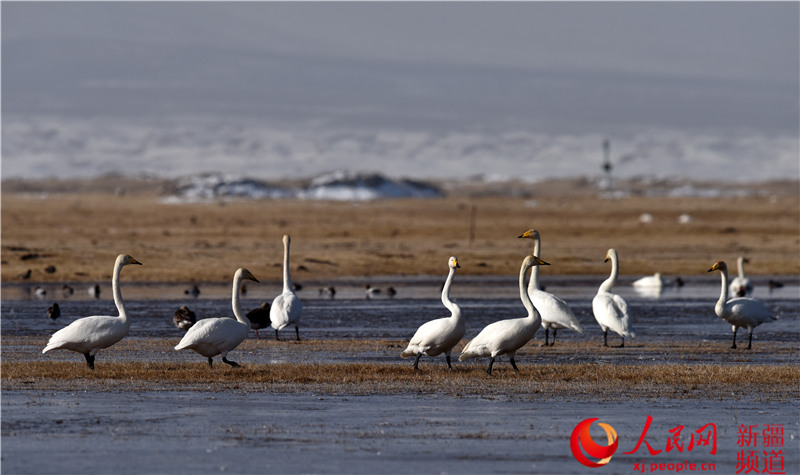 Migratory birds return to Swan Lake in Bayinbuluk